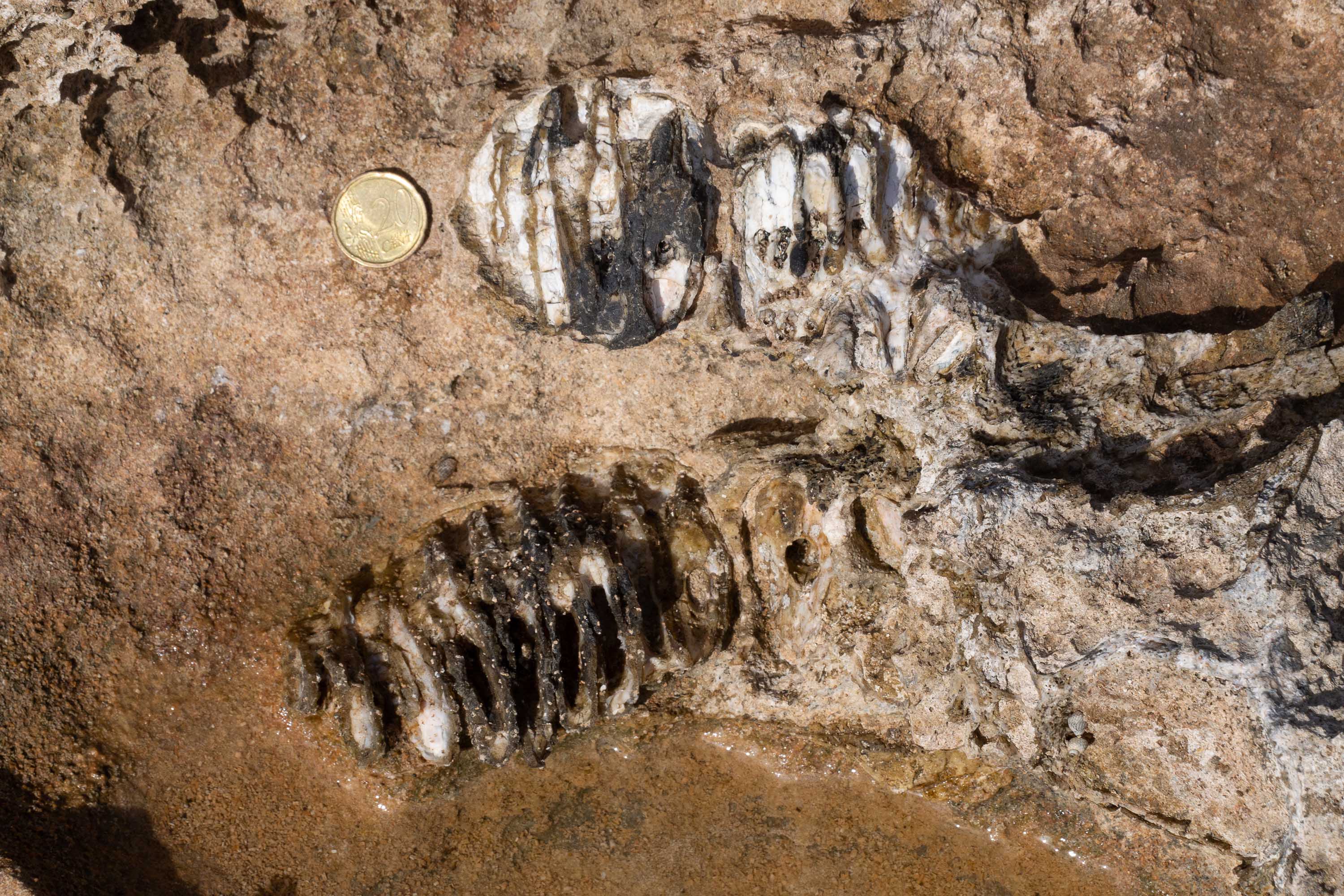 Molari di esemplare di Paleoloxodon mnaidriensis (foto Salvo Costanzo)